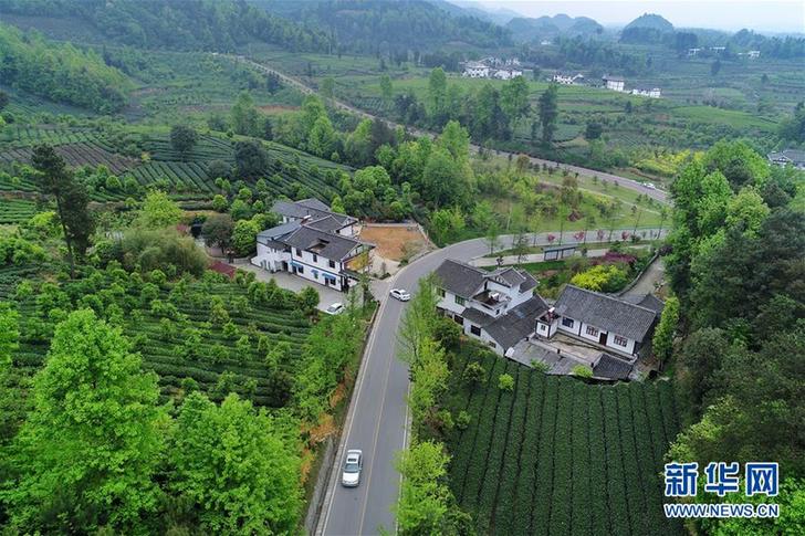 (百城百縣百企調研行·圖文互動)(3)貴州湄潭:綠浪淘心 茶富萬民