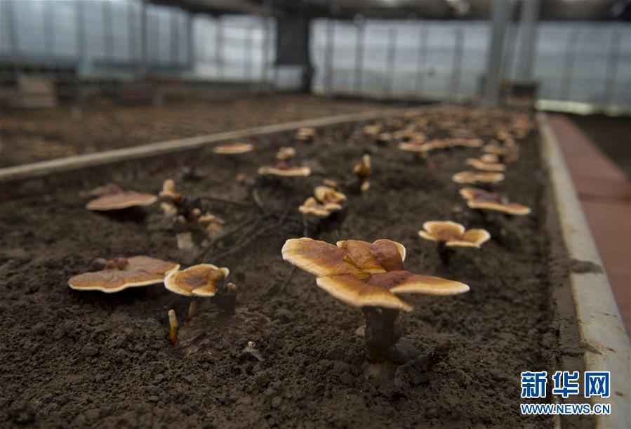 (百城百縣百企調(diào)研行·圖文互動(dòng))(9)西藏米林縣的綠色富裕路