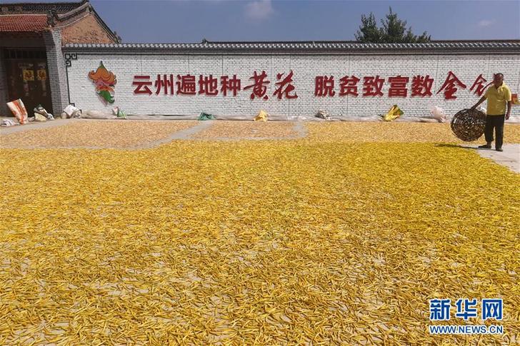 (在習近平新時代中國特色社會主義思想指引下——新時代新作為新篇章·鄉村振興戰略·圖文互動)(2)一株忘憂草,萬家喜眉梢——山西省大同市云州區黃花產業扶貧觀察