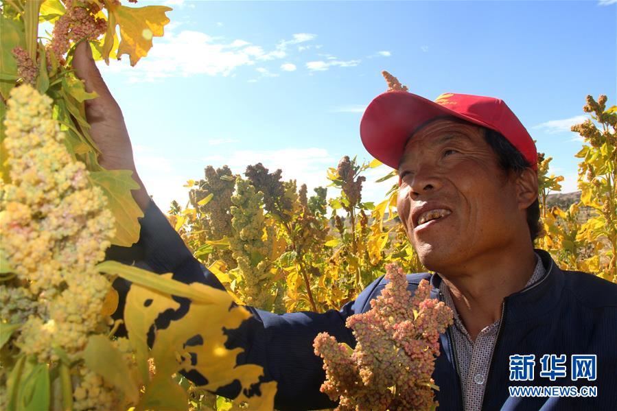 （脫貧攻堅&middot;圖文互動）&ldquo;藜麥老漢&rdquo;代存忠脫貧記 