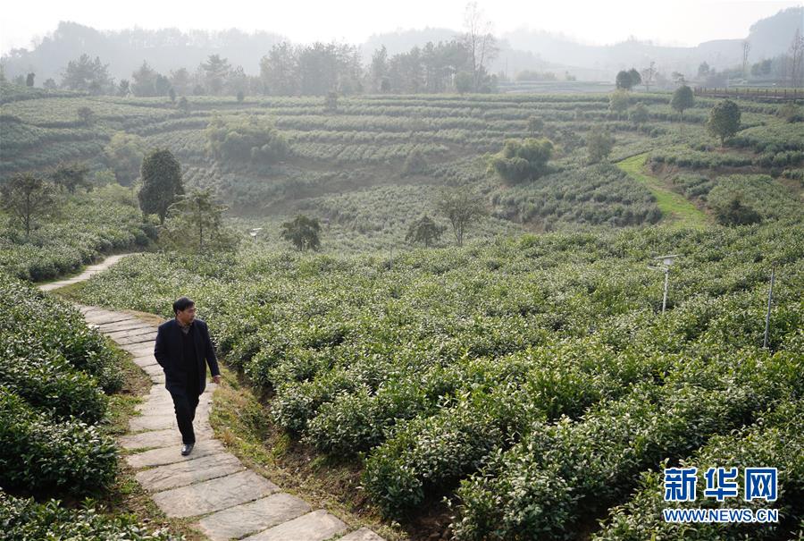 (在習近平新時代中國特色社會主義思想指引下——新時代新作為新篇章·鄉村振興戰略·圖文互動)(1)老支書王興強的新“茶事”