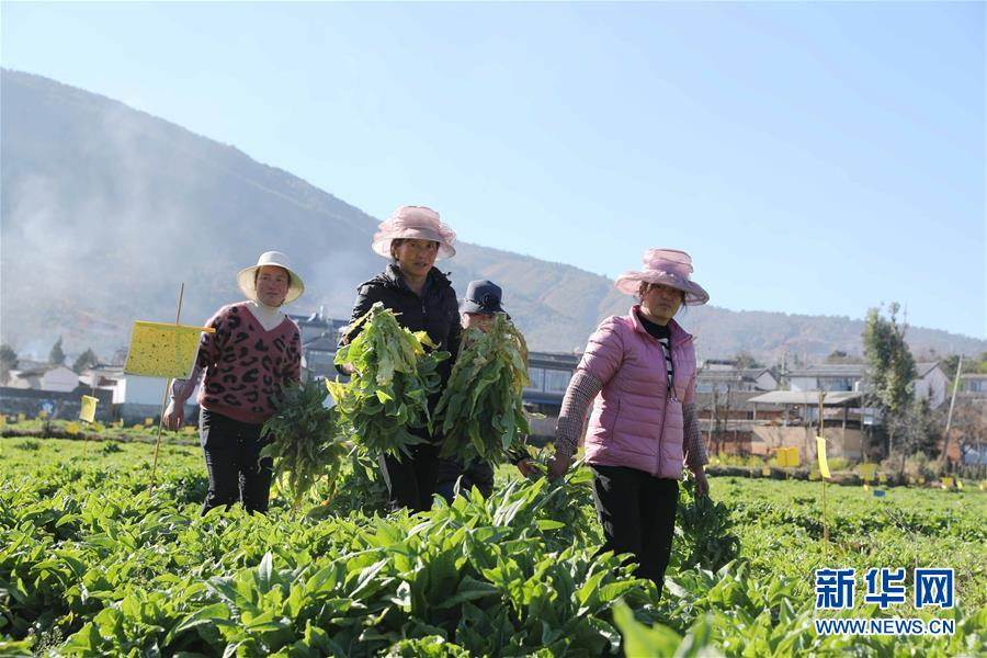 (新春走基層·圖文互動)(1)“蒜農”不種蒜 買蒜過除夕——洱海農業綠色轉型見聞