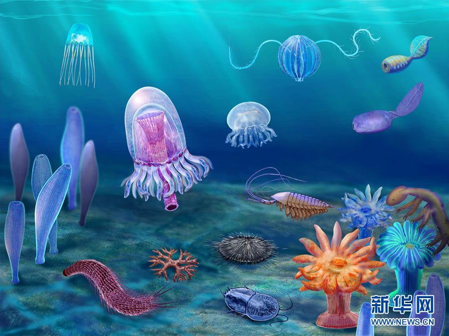 (新華全媒頭條·圖文互動)(15)探尋5億年前“生命大爆炸”之奧秘——中國科學家發現寒武紀“化石寶庫”清江生物群紀實
