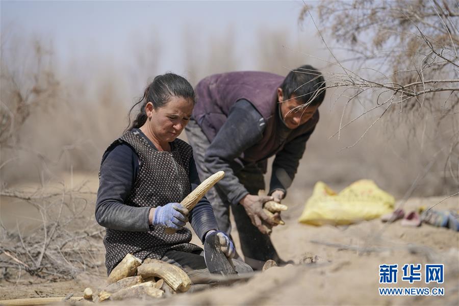 (新華全媒頭條·圖文互動)(6)一步千年,“最后的沙漠部落”遷入新家園