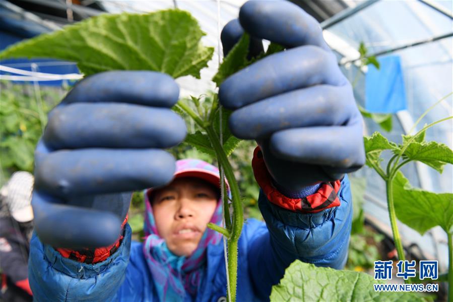 (壯麗70年 奮斗新時代——推動高質(zhì)量發(fā)展調(diào)研行·圖文互動)(6)黑龍江賓縣:“北菜南銷”演繹結(jié)構(gòu)調(diào)整“大文章”