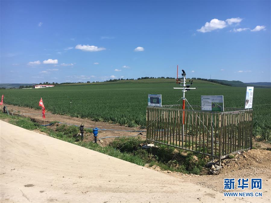 (在習(xí)近平新時代中國特色社會主義思想指引下——新時代新作為新篇章·圖文互動)(3)牡丹江:小果蔬透著三種“范兒”