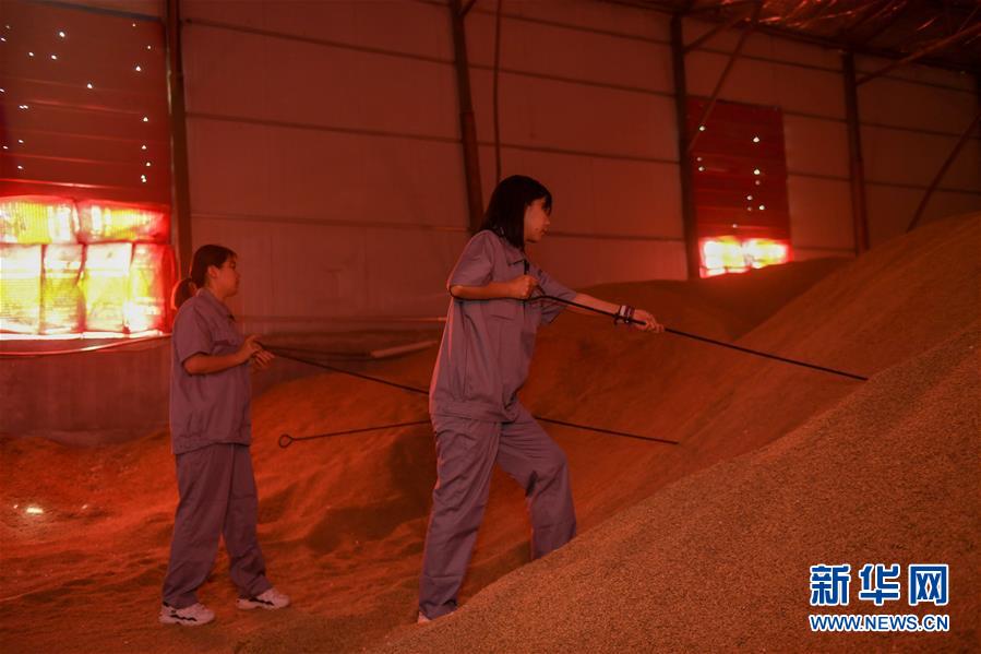 (在習近平新時代中國特色社會主義思想指引下——新時代新作為新篇章·圖文互動)(4)大學生種田讓農民“老把式”開了眼——吉林長白山下的稻田新事