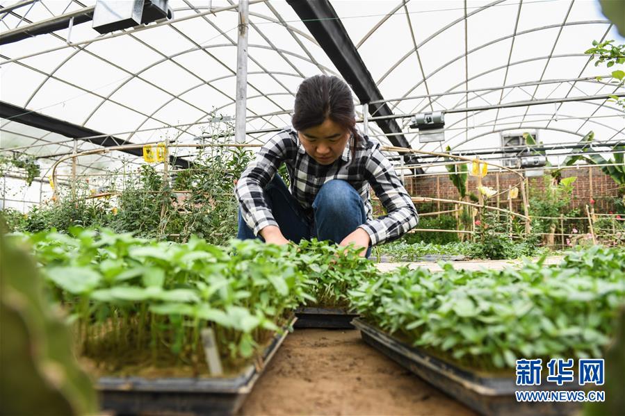 (權威訪談·聚焦中國經濟亮點·圖文互動)(5)防治土地荒漠化 推動綠色發展——專訪國家林業和草原局副局長劉東生