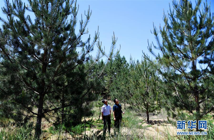 (壯麗70年·奮斗新時代·圖文互動)(7)毛烏素治理:眾志縛流沙 塞外展新顏