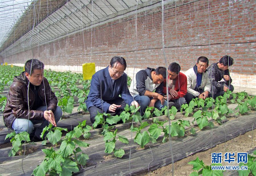 (新華全媒頭條·圖文互動)(6)和蔬菜“說話”的人——中國工程院院士李天來的“棚菜人生”
