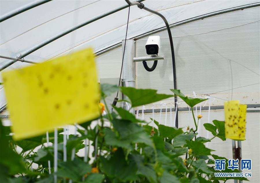 （走基層 聽民聲&middot;圖文互動）（2）陜西：太白山下種蔬菜 質(zhì)優(yōu)價高不愁賣