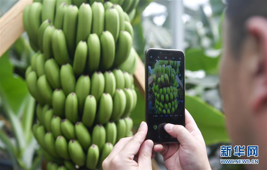 （在習(xí)近平新時代中國特色社會主義思想指引下&mdash;&mdash;新時代新作為新篇章&middot;圖文互動）（1）吉林萬昌現(xiàn)代農(nóng)業(yè)發(fā)展先導(dǎo)區(qū)&ldquo;三變&rdquo; 