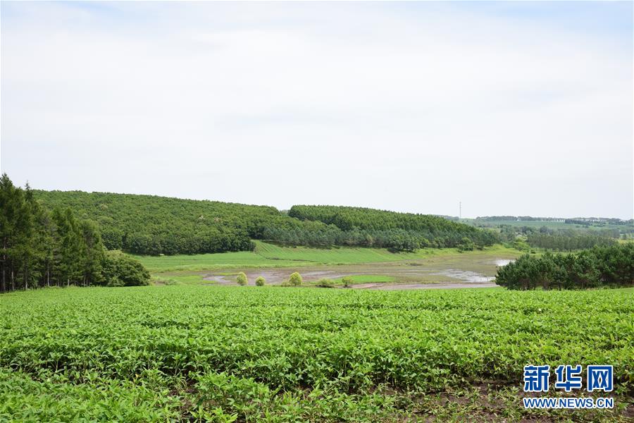 （在習近平新時代中國特色社會主義思想指引下&mdash;&mdash;新時代新作為新篇章&middot;圖文互動）（2）向林木要錢，讓綠樹生金&mdash;&mdash;黑龍江省拜泉縣發展綠色經濟助脫貧