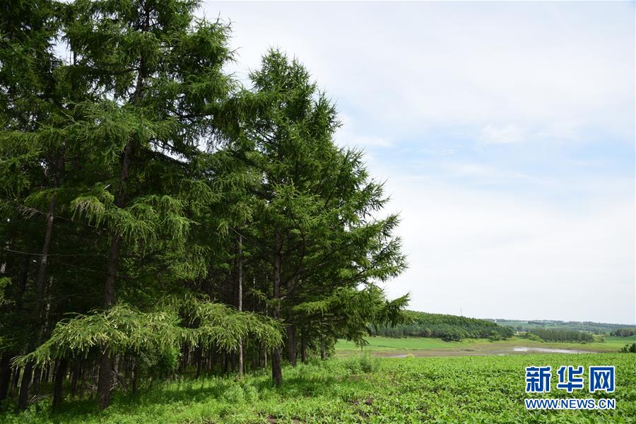 （在習近平新時代中國特色社會主義思想指引下&mdash;&mdash;新時代新作為新篇章&middot;圖文互動）（1）向林木要錢，讓綠樹生金&mdash;&mdash;黑龍江省拜泉縣發展綠色經濟助脫貧