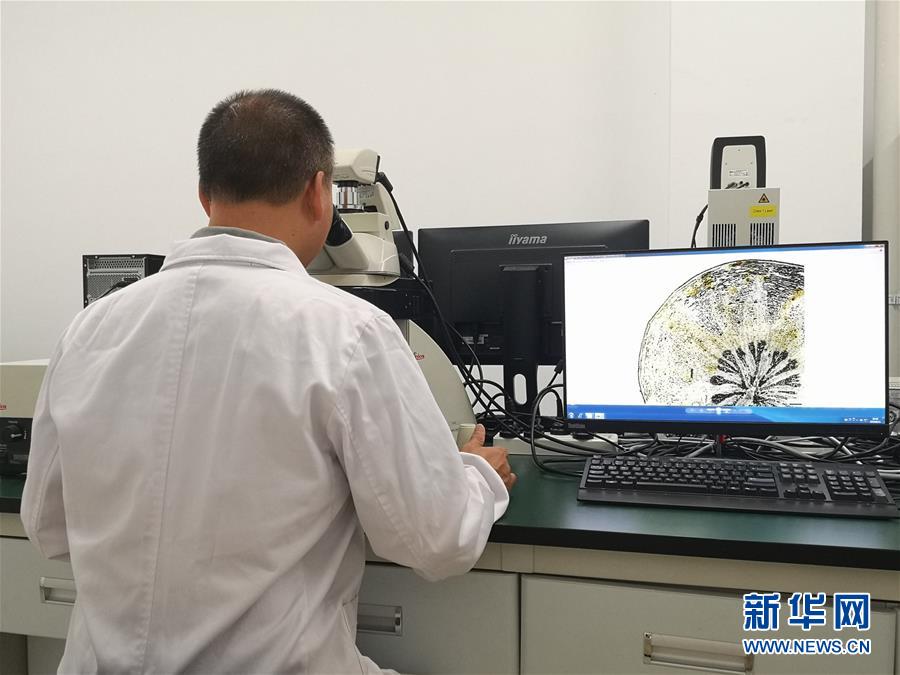 （新華調查&middot;新中國考古重大發現&middot;圖文互動）（5）?；韬睿翰粌H僅是&ldquo;黃金大墓&rdquo;