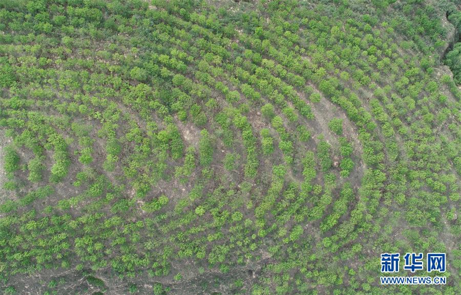 (圖文互動)(4)荒土換青山 林海淘真金——延安退耕還林20載造就綠色奇跡