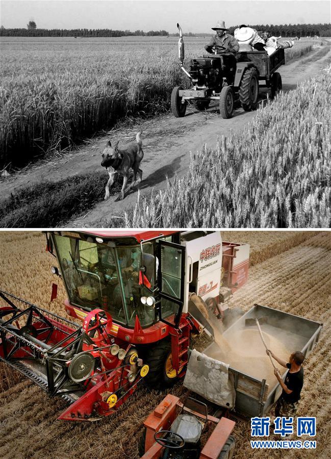 (新華全媒頭條·圖文互動)(8)大國糧倉的新時代交響——河南農業70年觀察