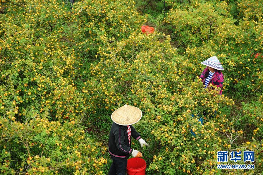 （全面深化改革&middot;圖文互動）（4）&ldquo;減&rdquo;出效益 &ldquo;融&rdquo;出特色 &ldquo;服&rdquo;出動力&mdash;&mdash;貴州推進農村產業結構調整觀察