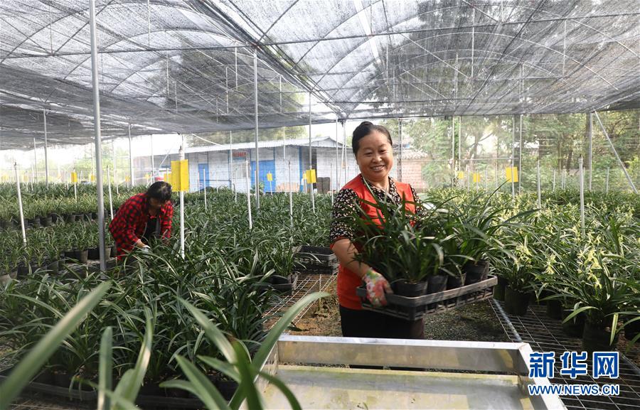 （在習(xí)近平新時(shí)代中國(guó)特色社會(huì)主義思想指引下&mdash;&mdash;新時(shí)代新作為新篇章&middot;總書記關(guān)心的百姓身邊事&middot;圖文互動(dòng)）（2）&ldquo;科技秀才&rdquo;給田野帶來(lái)新希望