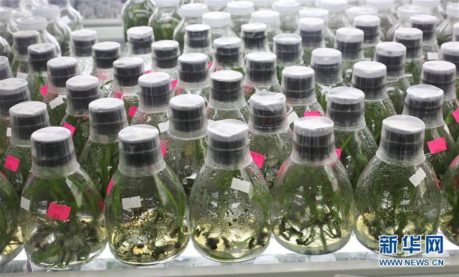 （在習(xí)近平新時(shí)代中國(guó)特色社會(huì)主義思想指引下&mdash;&mdash;新時(shí)代新作為新篇章&middot;總書記關(guān)心的百姓身邊事&middot;圖文互動(dòng)）（3）&ldquo;科技秀才&rdquo;給田野帶來(lái)新希望