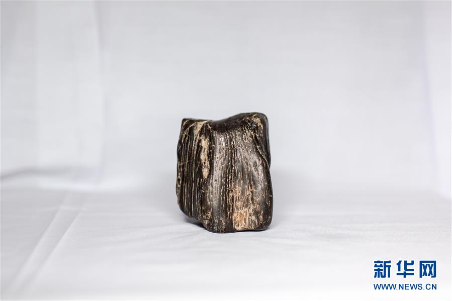 (圖文互動)(5)黑龍江海倫發現罕見古生物群