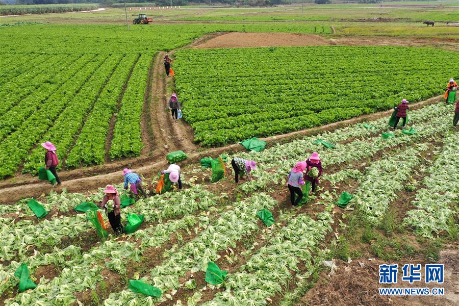 (脫貧攻堅(jiān)·圖文互動)(2)“豐收圖”里述脫貧