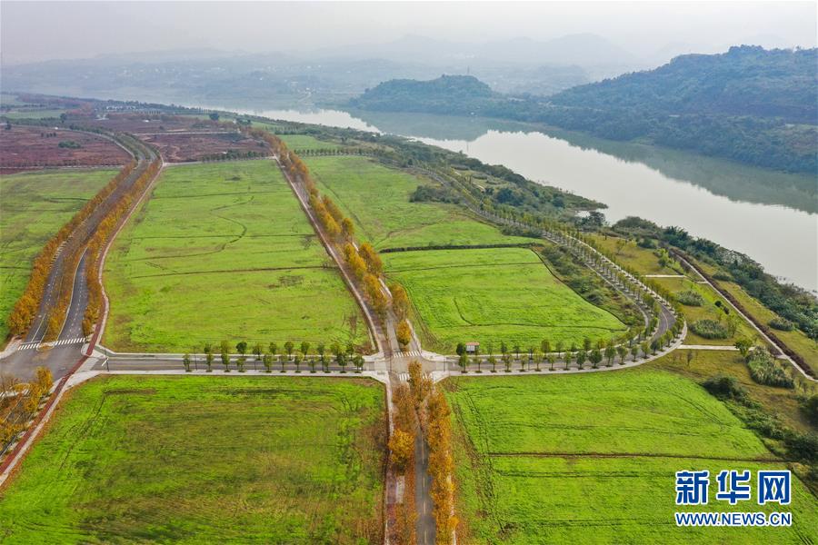 (四中全會精神在基層·圖文互動)(2)一江碧水串起綠色島鏈——重慶江心島“生態留白”調查
