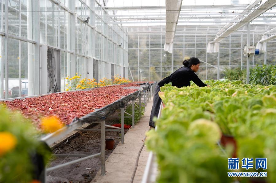 （新華全媒頭條&middot;圖文互動）（13）格?；ㄩ_滿天路&mdash;&mdash;寫在川藏公路通車65周年之際