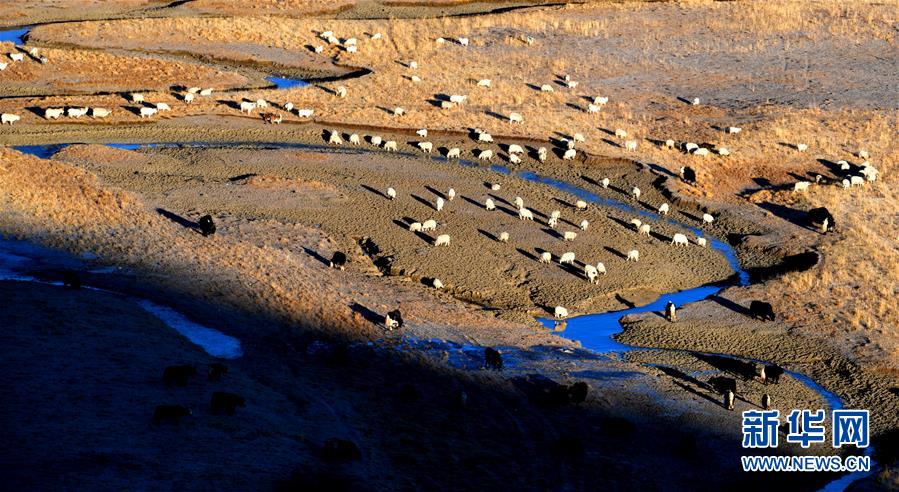 （新華全媒頭條&middot;圖文互動）（15）格桑花開滿天路&mdash;&mdash;寫在川藏公路通車65周年之際