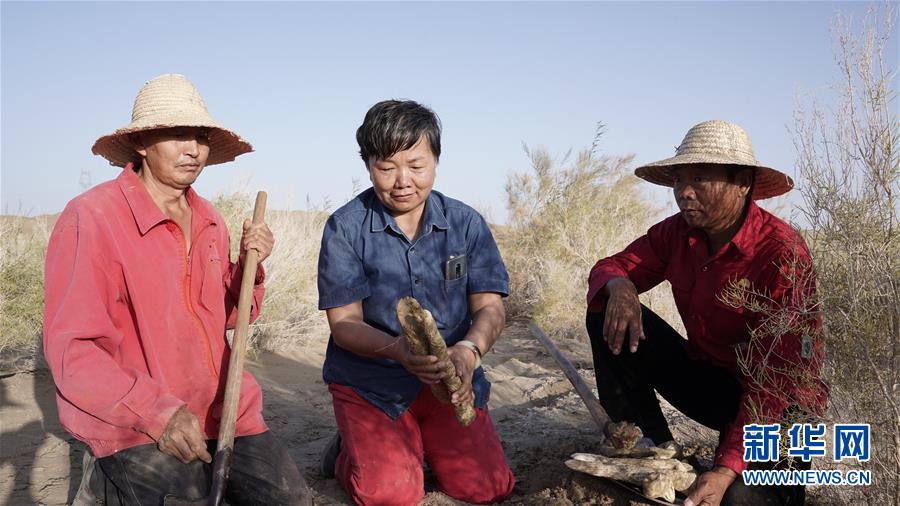 (新華全媒頭條·圖文互動(dòng))(3)塔克拉瑪干的“播綠使者”——中科院新疆生態(tài)與地理研究所高級(jí)工程師常青的故事