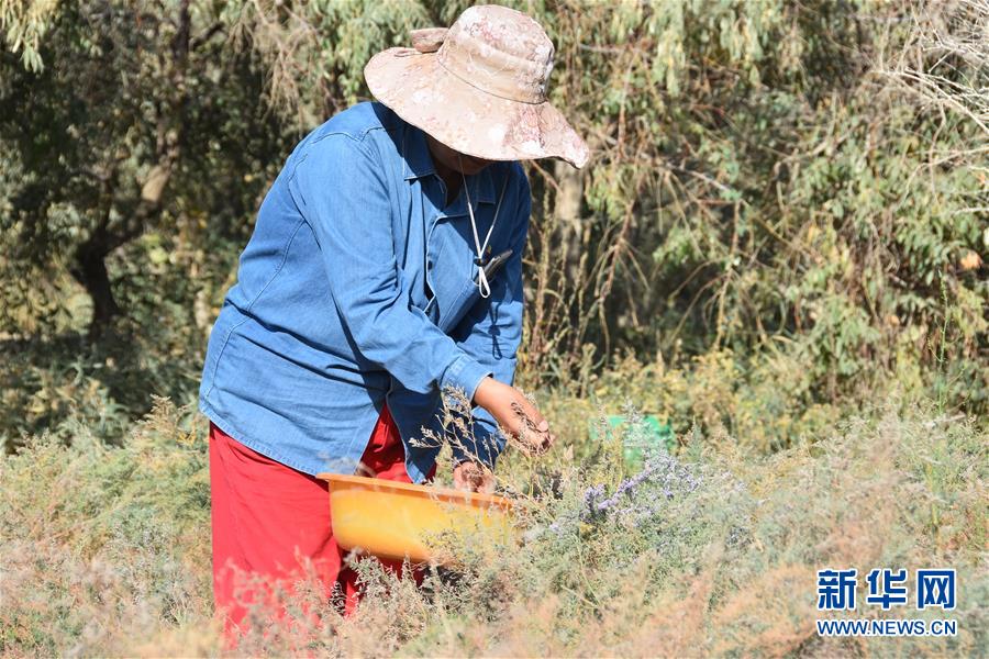 (新華全媒頭條·圖文互動(dòng))(7)塔克拉瑪干的“播綠使者”——中科院新疆生態(tài)與地理研究所高級(jí)工程師常青的故事