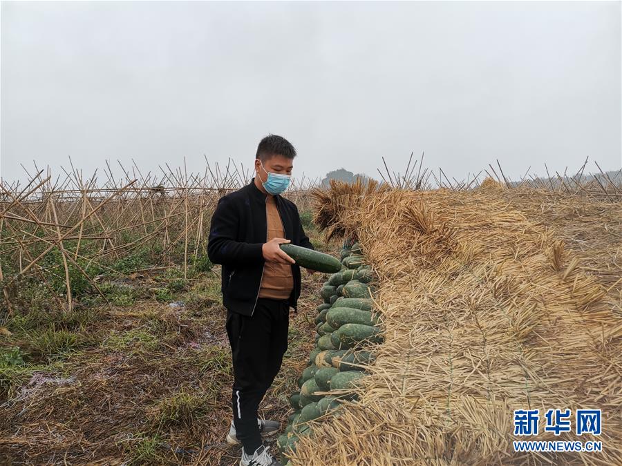 （聚焦疫情防控&middot;圖文互動）（1）&ldquo;得知要送武漢 凌晨出來摘菜&rdquo;&mdash;&mdash;中國&ldquo;南菜園&rdquo;廣西全力抗疫保供應