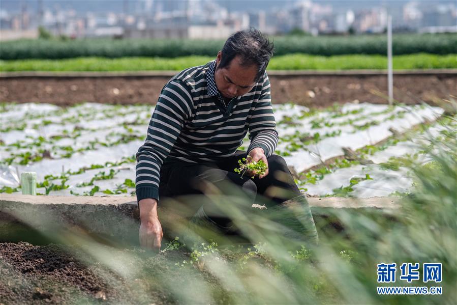 (抓好春耕備耕 穩住農業生產·圖文互動)(3)“栽種的是菜苗,收獲的是希望”——云南蔬菜集散地通海縣春耕見聞