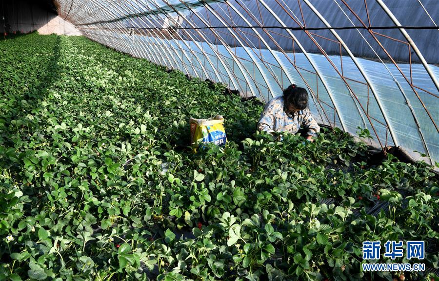 （在習近平新時代中國特色社會主義思想指引下&mdash;&mdash;新時代新作為新篇章&middot;習近平總書記關切事&middot;圖文互動）（3）戰&ldquo;疫&rdquo;要勁時，戰&ldquo;貧&rdquo;再加把勁！&mdash;&mdash;中央各部門助力脫貧攻堅很給力