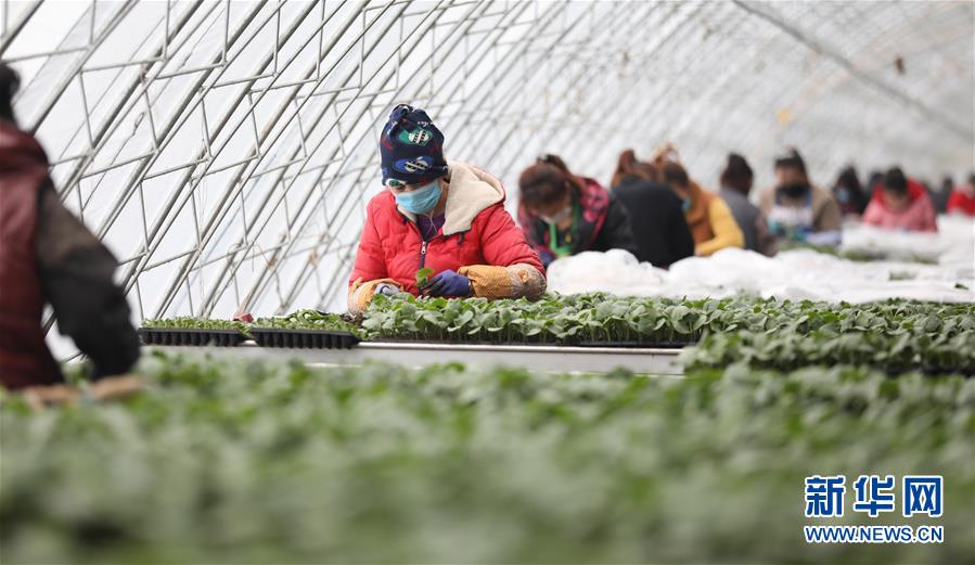 (新華全媒頭條·圖文互動)(3)春色最濃在田間——來自全國春耕備耕的現場觀察