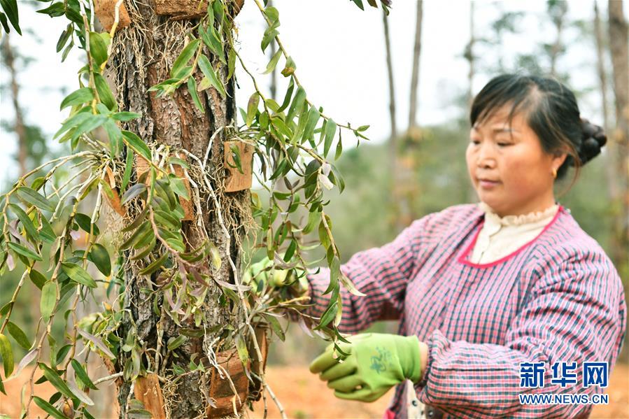 （決戰決勝脫貧攻堅&middot;圖文互動）（5）天然&ldquo;寶貝&rdquo;促增收&mdash;&mdash;貴州錦屏縣培育扶貧產業見聞
