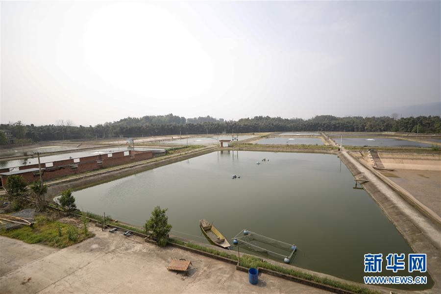 （圖文互動）（6）疏通產業鏈堵點 保障&ldquo;菜籃子&rdquo;供應&mdash;&mdash;重慶養殖大區力促養殖業補損復產