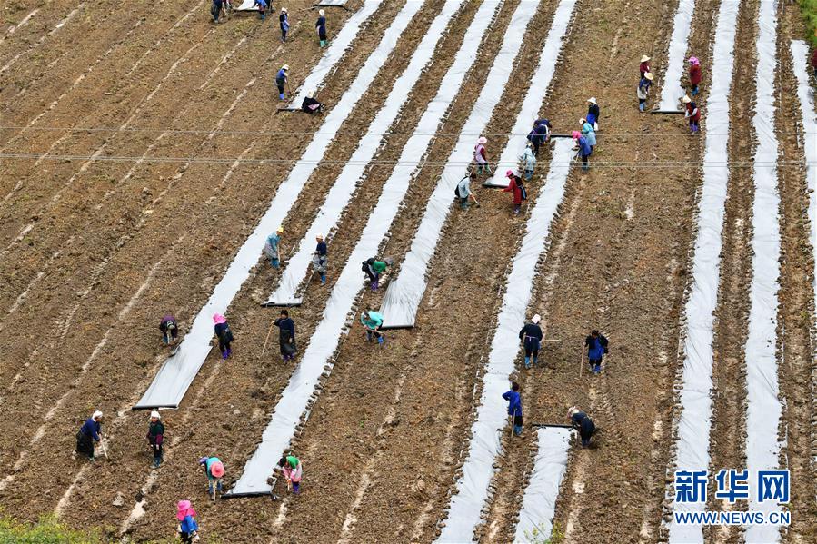 (決戰決勝脫貧攻堅·圖文互動)(4)貴州黔東南:搶抓壩區春耕 決勝脫貧攻堅