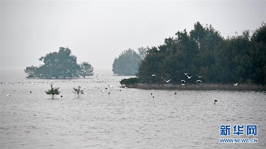 (新華全媒頭條·圖文互動(dòng))(5)為有源頭清水來(lái)——深圳“馴水記”