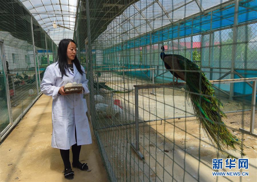 (新華全媒頭條·圖文互動)(14)內蒙古貧困旗縣全部“摘帽”