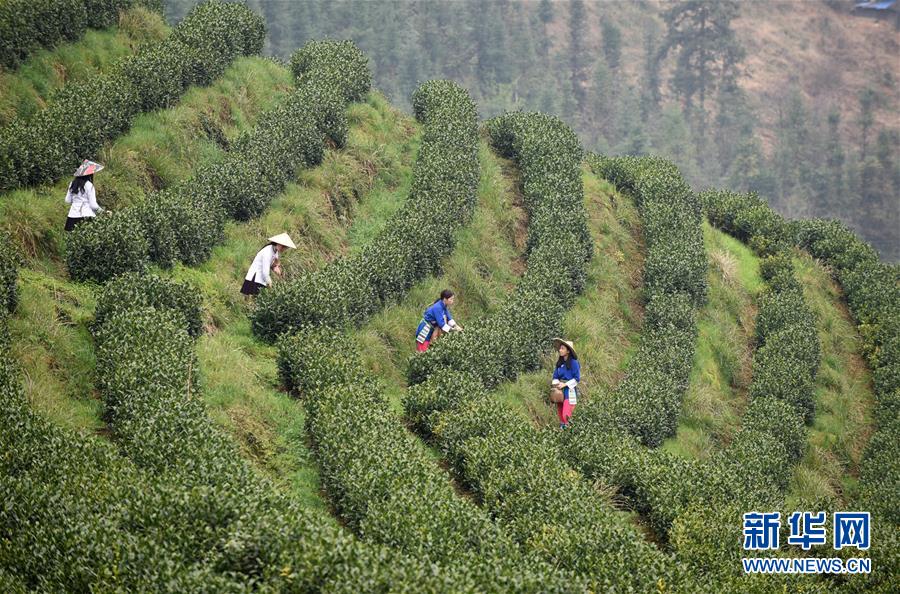 （決戰決勝脫貧攻堅&middot;圖文互動）（3）田野&ldquo;變奏&rdquo;讓薄土&ldquo;生金&rdquo;&mdash;&mdash;貴州農村產業革命助推脫貧攻堅見聞