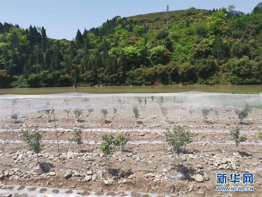 (決戰(zhàn)決勝脫貧攻堅·圖文互動)(3)野奶角又見春天