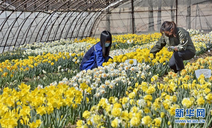 (圖文互動(dòng))(6)這座小城,鐫刻下怎樣的“世園印記”——北京世園會(huì)開(kāi)園一周年探訪(fǎng)延慶
