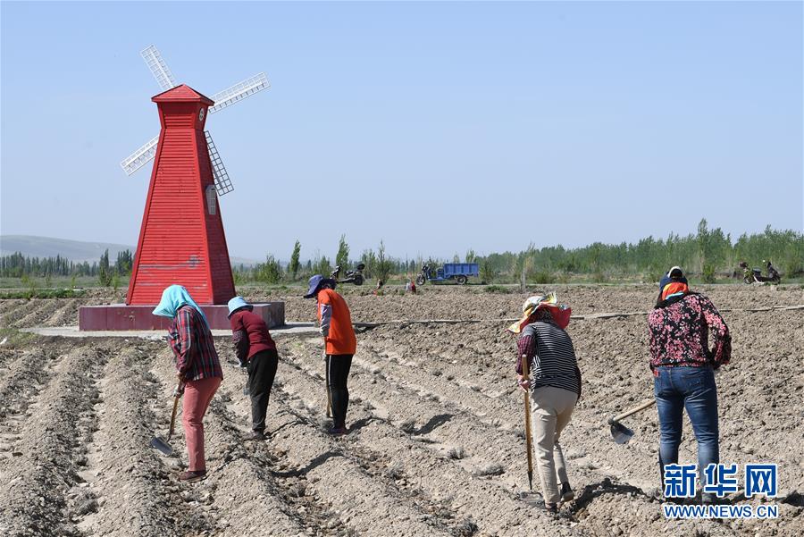 (決戰決勝脫貧攻堅·圖文互動)(1)在“石頭灘”耕耘“紫色夢想”