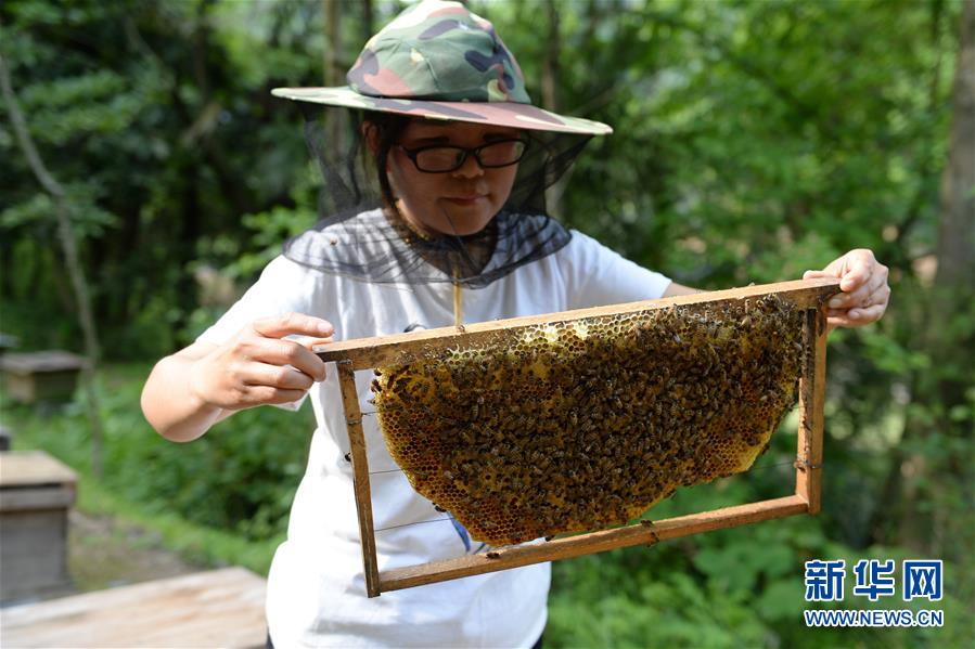 （決戰決勝脫貧攻堅&middot;圖文互動）（3）&ldquo;蜂妹子&rdquo;楊春竹：鄉村發展需要年輕人&rdquo;