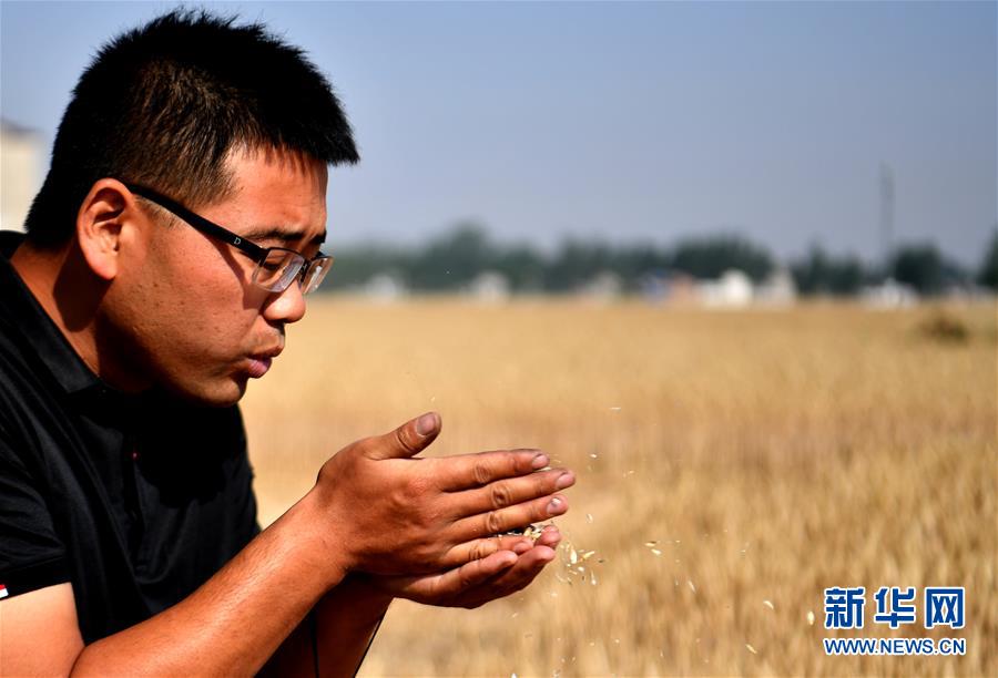 (關注三夏·圖文互動)(1)麥田“后浪”的農事新說