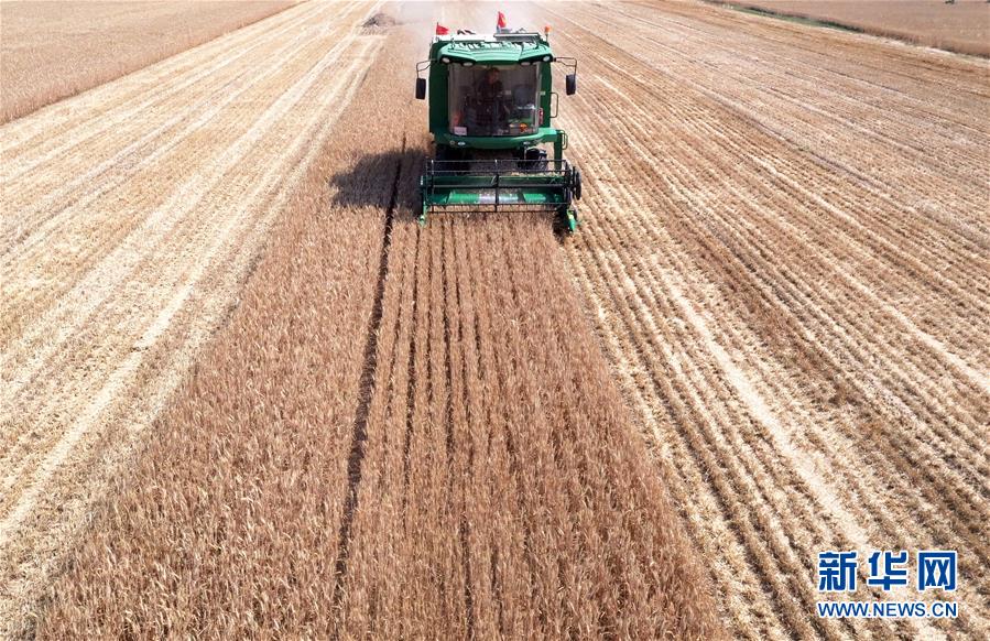 (關注三夏·圖文互動)(3)麥田“后浪”的農事新說