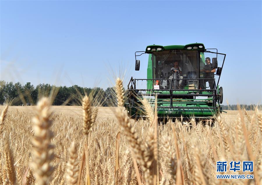 (關注三夏·圖文互動)(5)麥田“后浪”的農事新說