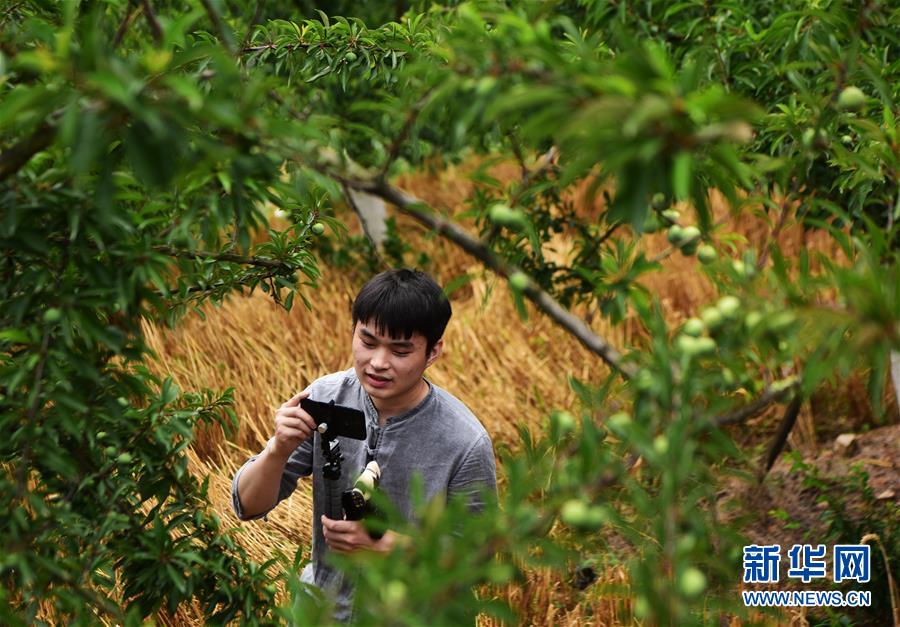 (新華全媒頭條·圖文互動)(4)待到滿山紅葉時——三峽重慶庫區踐行新發展理念面面觀