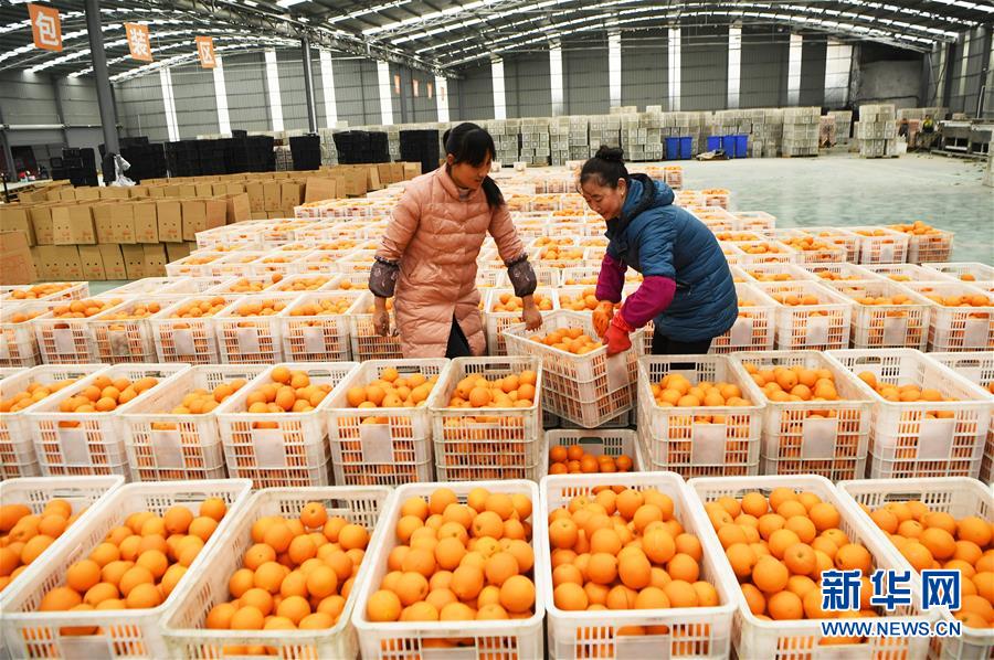 (新華全媒頭條·圖文互動)(6)待到滿山紅葉時——三峽重慶庫區踐行新發展理念面面觀